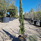 Cupressus semp. 'Pyramidalis' 125-150 cm container 