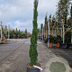 Cupressus semp. 'Totem' 125-150 cm 12L