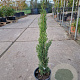 Cupressus semp. 'Totem' 40-60 cm 3,0L