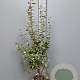 Elaeagnus ebbingei 125-150 cm 10L