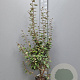 Elaeagnus ebbingei 125-150 cm 10L