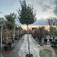 Elaeagnus ebbingei 170 cm stam container 8-10