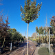 Elaeagnus ebbingei 170 cm stam container 8-10