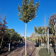 Elaeagnus ebbingei 170 cm stam container 8-10