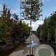 Elaeagnus ebbingei 180 cm stam container 6-8 rek