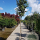 Elaeagnus ebbingei 180 cm stam container 6-8