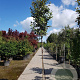 Elaeagnus ebbingei 180 cm stam container 6-8