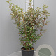 Elaeagnus ebbingei 80-100 cm 7,5L