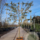 Elaeagnus ebbingei 80 cm stam container 8-10 lei 150x120
