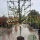 Elaeagnus ebbingei 80 cm stam container lei 120x120