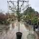 Elaeagnus ebbingei 80 cm stam container lei 120x120