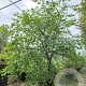 Euonymus alatus 150-175 cm 50L