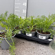 Foeniculum vulgare P14