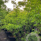 Gleditsia triac. 'Sunburst' 250-300 cm cont. 110L meerstammig