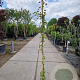 Hedera hibernica 100-125 cm 2,0L