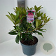 Rhododendron 'Marie Forte' 30-40 cm 5,0L