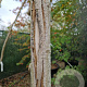 Magnolia kobus 200 cm stam container 18-20 leiboom