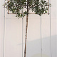 Photinia fraseri 'Red Robin' 10-12 cm container LEIVORM 200 cm stam