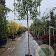 Photinia fraseri 'Red Robin' 10-12 cm container LEIVORM 200 cm stam