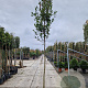 Photinia fraseri 'Red Robin' 180 cm stam 35L