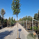 Photinia fraseri 'Red Robin' 180 cm stam 35L 10-12