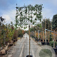 Photinia fraseri 'Red Robin' 180 cm stam container 8-10