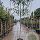 Photinia fraseri 'Red Robin' 180 cm stam container 8-10