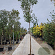 Photinia fraseri 'Red Robin' 220 cm stam 35L 10-12