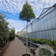Photinia fraseri 'Red Robin' 220 cm stam container 16-18
