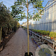 Prunus l. 'Caucasica' 180 cm stam container 12-14 leiboom