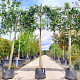 Prunus l. 'Caucasica' 180 cm stam container 12-14 leiboom