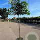 Prunus l. 'Novita' 200 cm stam container 16-18 leiboom
