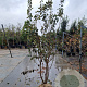 Prunus subh. 'Autumnalis Rosea' 200-250 cm draadkluit meerstammig 140-160 diameter