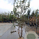 Prunus subh. 'Autumnalis Rosea' 200-250 cm draadkluit meerstammig 140-160 diameter