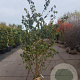 Prunus subh. 'Autumnalis Rosea' 200-250 cm draadkluit meerstammig 140-160 diameter