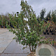 Prunus subh. 'Autumnalis' 200-250 cm draadkluit meerstammig 140-160 diameter