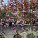 Prunus ser. 'Royal Burgundy' 175-200 cm container meerstammig