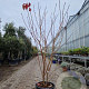 Prunus ser. 'Royal Burgundy' 175-200 cm container meerstammig