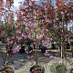 Prunus ser. 'Royal Burgundy' 175-200 cm container meerstammig