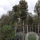Quercus ilex 200 cm stam container 25-30