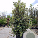 Quercus ilex 250-300 cm cont. 175L