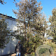 Quercus ilex 600-700 cm container