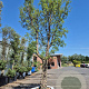 Quercus suber 100 cm stam container 8-10