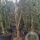 Quercus suber 200-250 cm cont. 95L