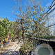 Quercus suber 200-250 cm cont. 95L