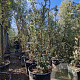 Quercus suber 250-300 cm cont. 160L meerstammig