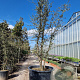 Quercus suber 250-300 cm container meerstammig solitair
