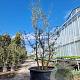 Quercus suber 250-300 cm container meerstammig