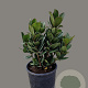 Rhaphiolepis umbellata ovata 20-30 cm 3,0L