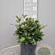 Rhaphiolepis umbellata ovata 20-30 cm 3,0L